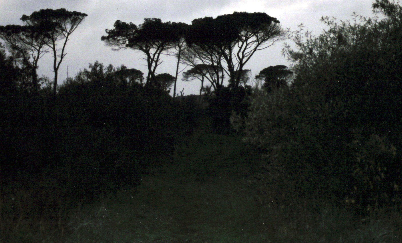 facciamo un giro in pineta?